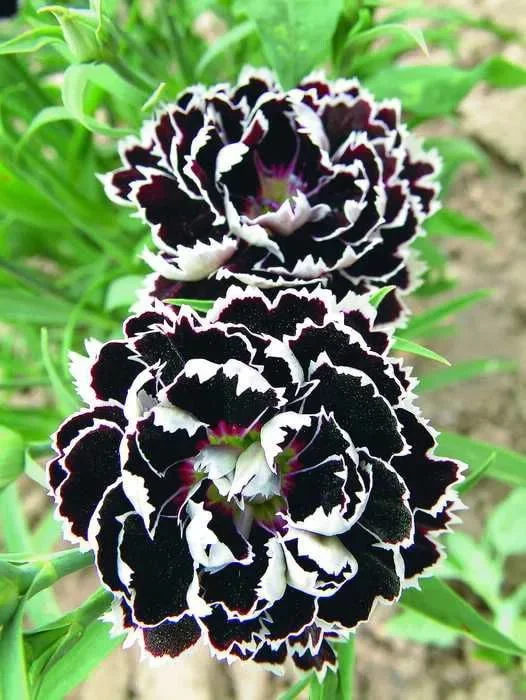 Гвоздика гибридная Черное и Белое Гвоздика гибридная Черное и Белое