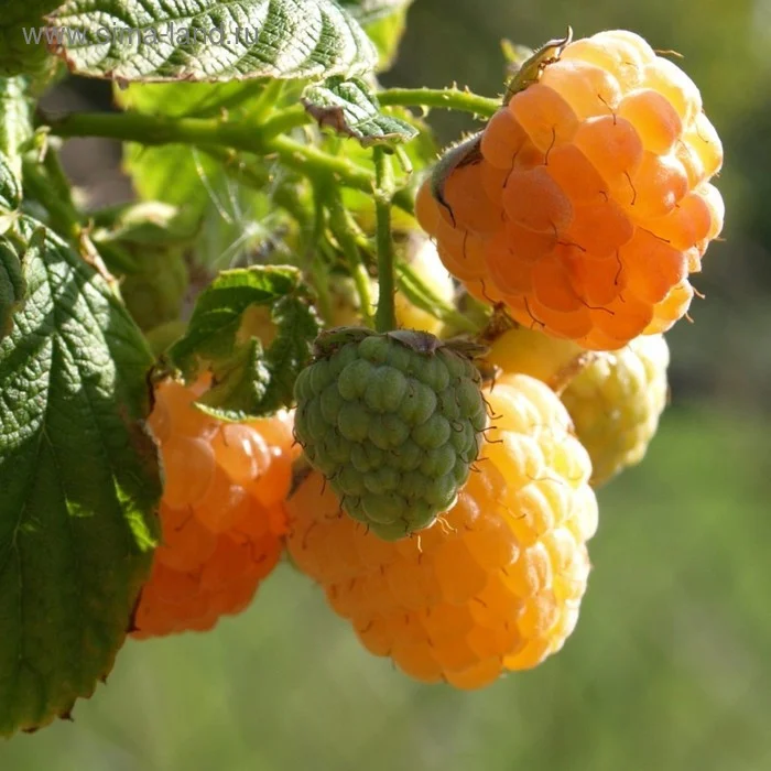 Малина обыкновенная Old Gold Малина обыкновенная Old Gold