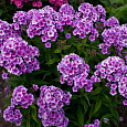 Флокс метельчатый Свёрли Бёрли