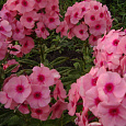 Флокс метельчатый Джеффс Пинк