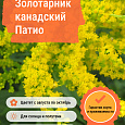 Золотарник канадский Патио