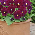 Фиалка рогатая Сорбет ИксПи Кармин Роуз