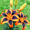 Лилия азиатская Изи Самба Лилия азиатская Изи Самба