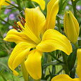 Лилия Yellow County Лилия Yellow County