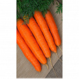 Морковь Детская сладкая ранняя