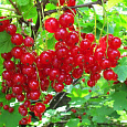 Смородина красная Красная Андрейченко