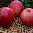 Яблоня Краса Свердловска Яблоня Краса Свердловска