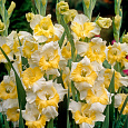 Гладиолус крупноцветковый Багги