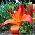 Лилия Азиатская Gran Paradiso Лилия Азиатская Gran Paradiso