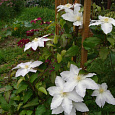Клематис крупноцветковый Глэдис Пикард