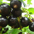 Смородина черная Велой (Ленинградская сладкая)