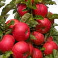 Яблоня колоновидная Есения Яблоня колоновидная Есения