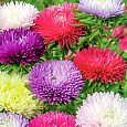 Астра болеро Смесь окрасок