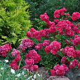 Роза почвопокровная Фэйри Данс