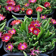 Делосперма Купера Jewel of Desert Garnet