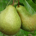 Груша плодовая Память Жегалова