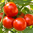 Томат Метелица