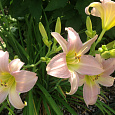 Лилейник гибридный Катерина Вудбери Лилейник гибридный Катерина Вудбери