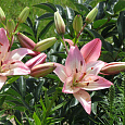 Лилия азиатская Розеллас Дрим