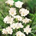 Фрезия гибридная махровая Вайт
