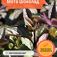 Мята Шоколад