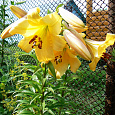 Лилия ОТ-гибрид Морини