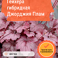 Гейхера гибридная Джорджия Плам