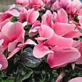 Цикламен персидский Концерто Роуз