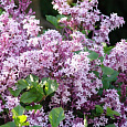 Сирень Мейера Палибин