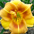 Лилейник гибридный Longfields Conchita