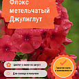 Флокс метельчатый Джулиглут