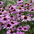 Эхинацея пурпурная Ливадия Эхинацея пурпурная Ливадия