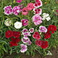 Гвоздика перистая Смесь окрасок Гвоздика перистая Смесь окрасок