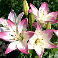 Лилия азиатская Леви