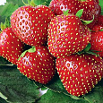 Земляника садовая Кимберли