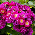 Роза Плетистая Perennial Blue