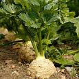 Сельдерей корневой Силач