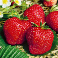 Земляника садовая Деройял Земляника садовая Деройял