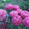 Астра китайская Леди Коралл Бриллиантово-Розовая