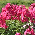 Флокс Метельчатый Фаина Раневская