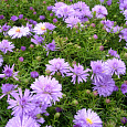 Астра кустарниковая Проф. Антон Киппенберг