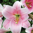 Лилия ЛО-гибрид Беллсонг Лилия ЛО-гибрид Беллсонг