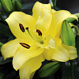 Лилия восточная махровая Экзотик Сан Лилия восточная махровая Экзотик Сан