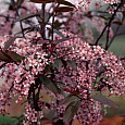 Черемуха обыкновенная Колората Черемуха обыкновенная Колората