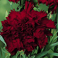 Гвоздика Гренадин Король в черном Гвоздика Гренадин Король в черном