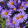 Астра кустарниковая Проф. Антон Киппенберг