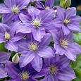 Клематис крупноцветковый Лаура Клематис крупноцветковый Лаура