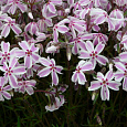 Флокс шиловидный Кэнди Страйпс
