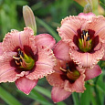 Лилейник гибридный Orchid Candy Лилейник гибридный Orchid Candy