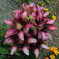 Лилия азиатская танго Пёпл Дрим